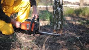 Best Utility Line Clearance  in Novato, CA