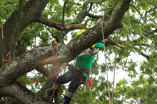 How Our Tree Care Process Works  in  Novato, CA
