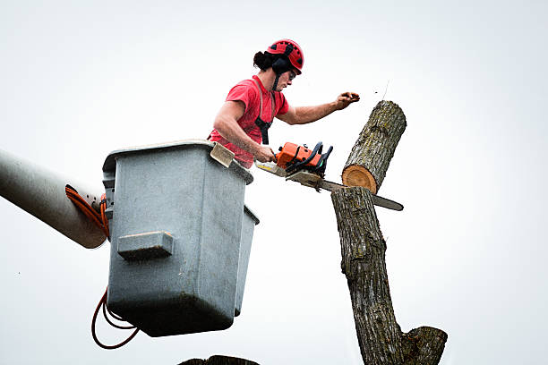 Reliable Novato, CA Tree Care Solutions